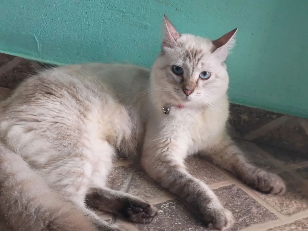 Gata doação  - Foto 2