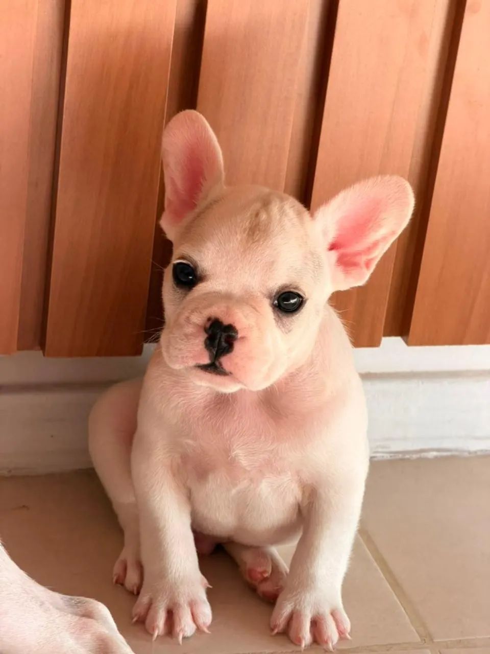 Buldogue francês  - Foto 4