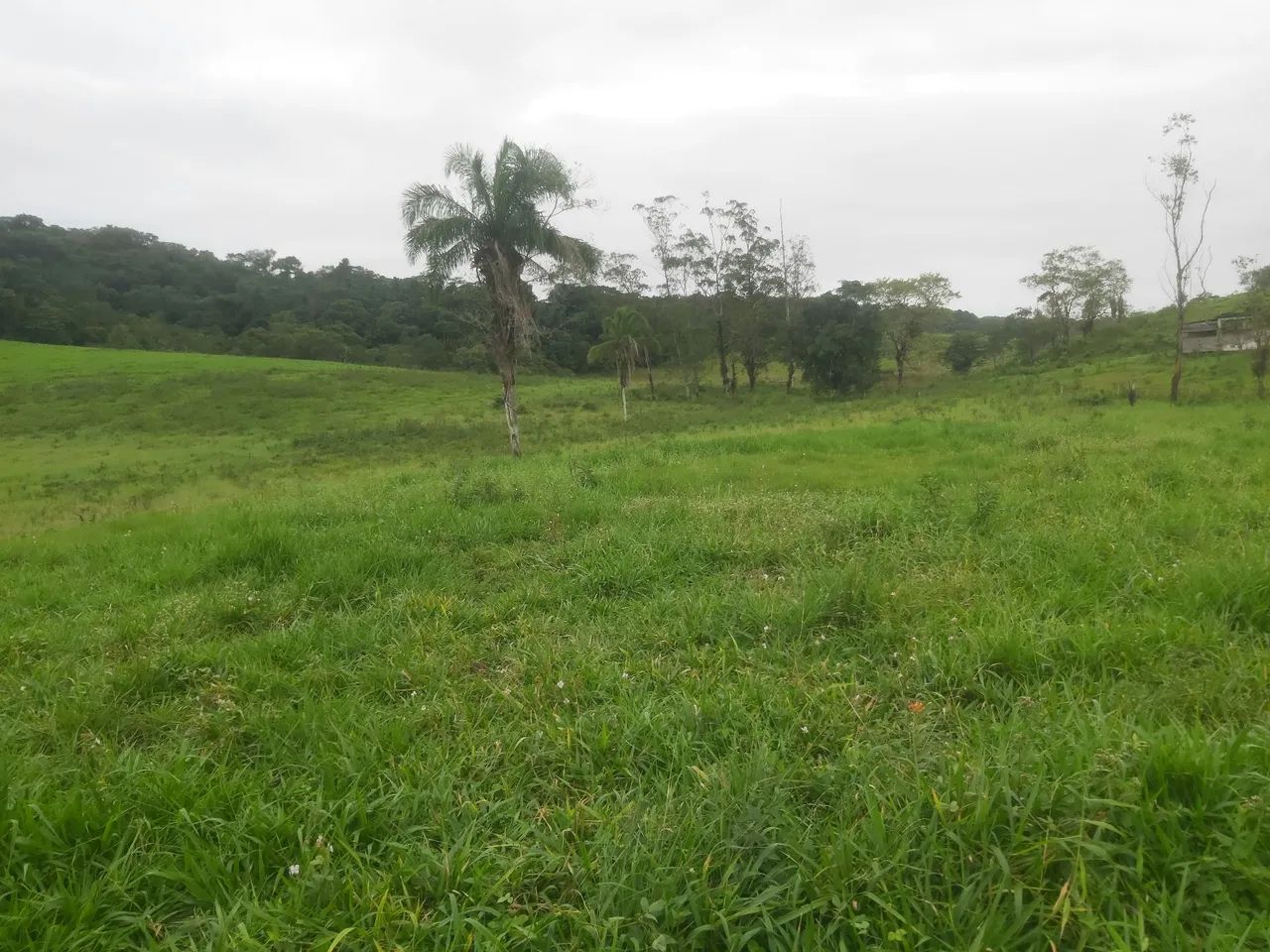 fazenda com 50 hectares  - Foto 2