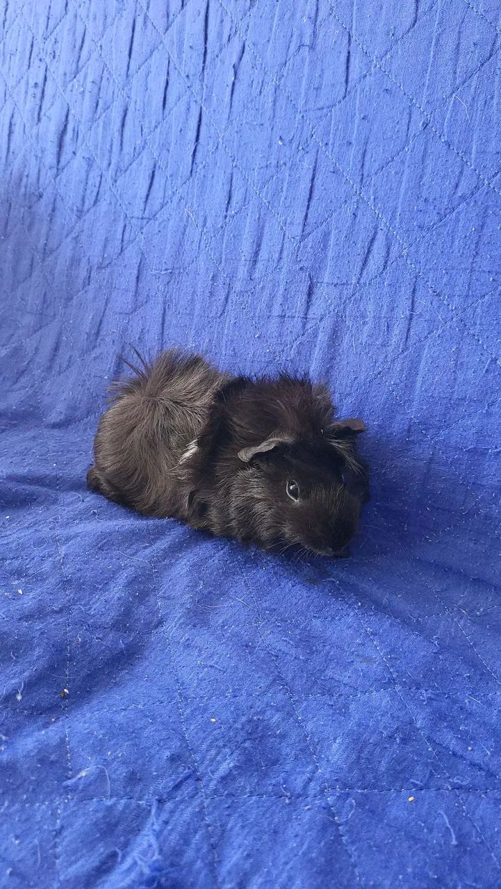 Porco da india  - Foto 3