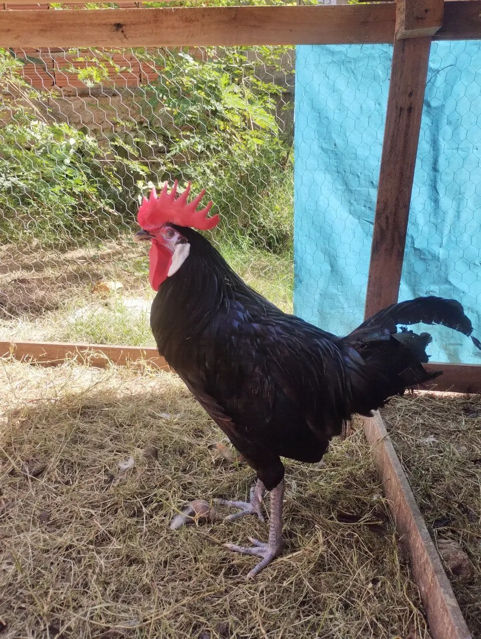 Frango cara de palhaço 