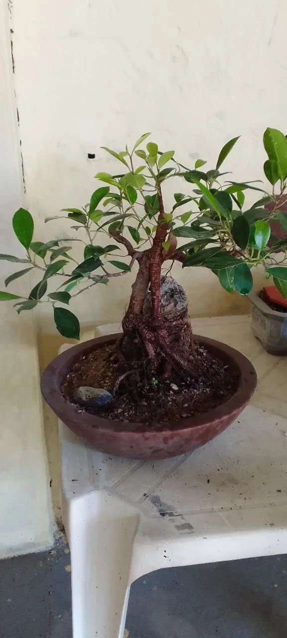 Bonsai na rocha 5 anos 800 por 500