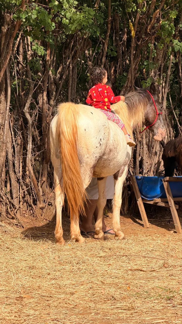 Égua Apaloosa domada 7 anos 