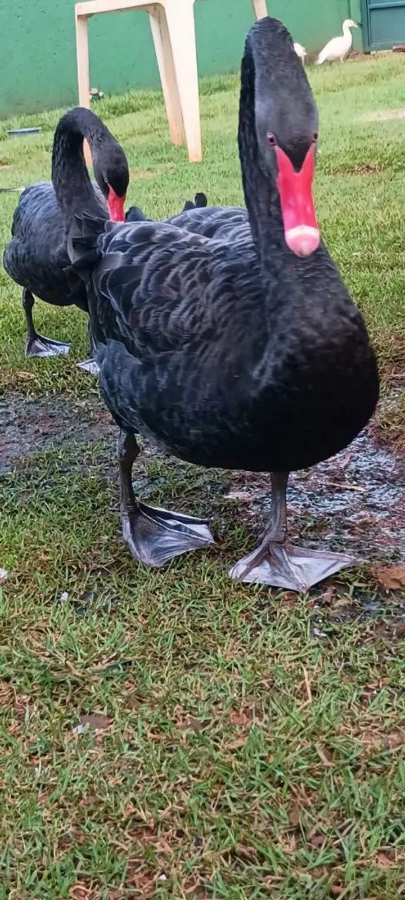 Cisne Negro  - Foto 3