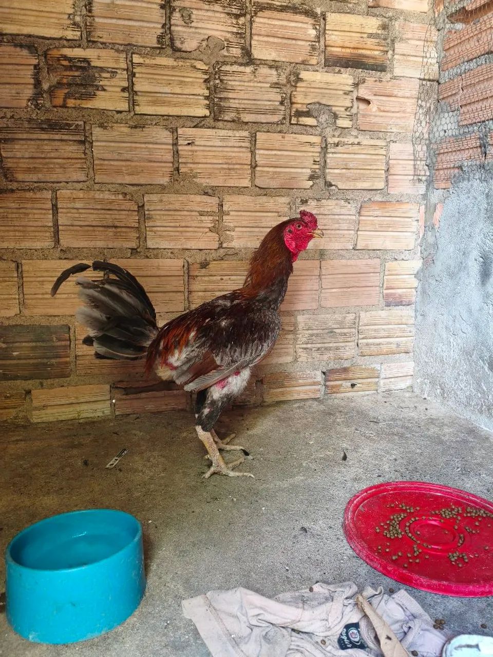 Galo caipira 