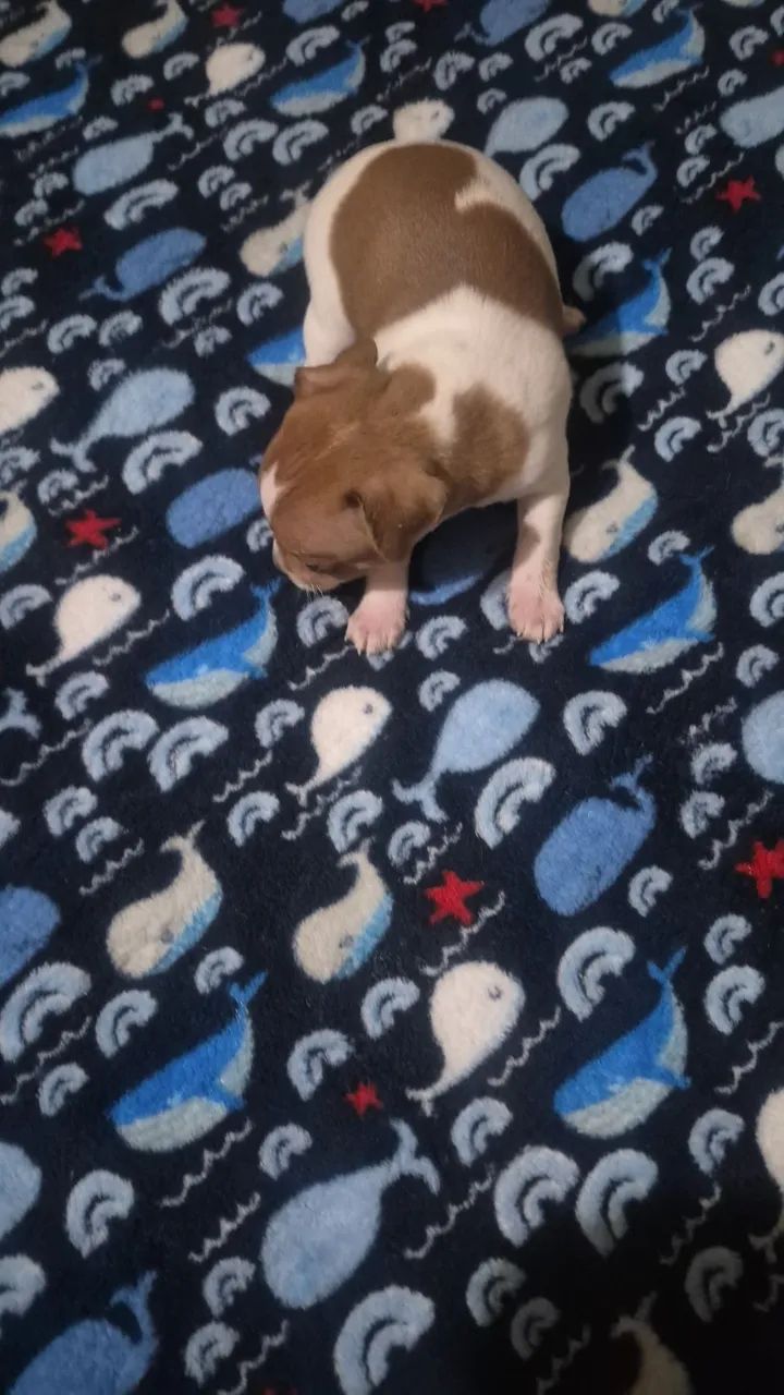 Vendesse cachorrinho - Foto 3