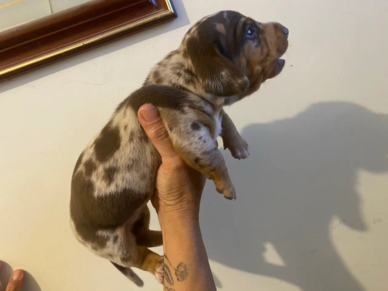 Fêmeas Teckel/ Salsicha - Foto 2