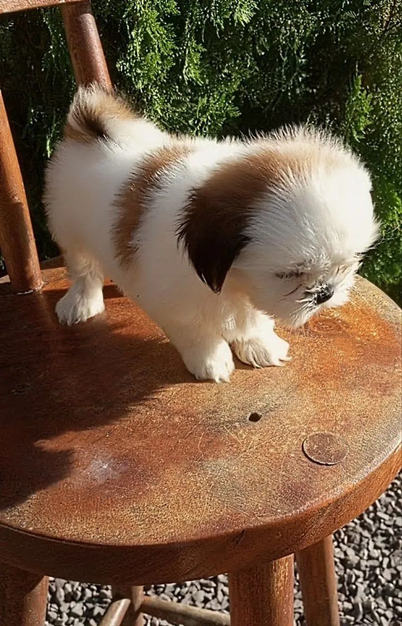 Fêmea Shihtzu micro  - Foto 2