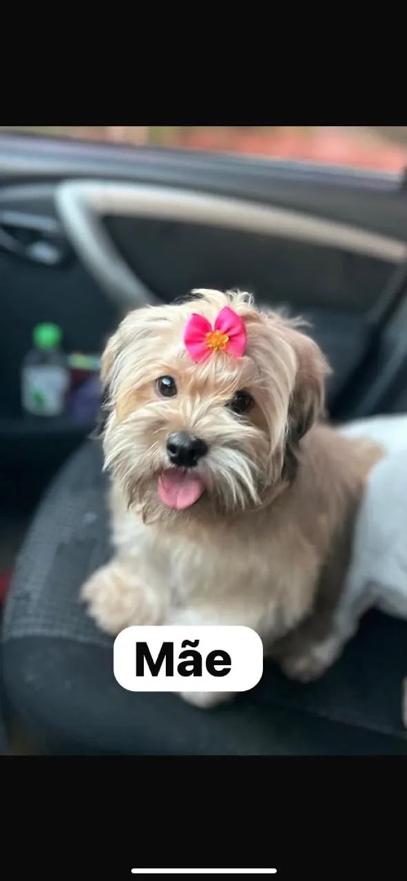 Yorkshire Terrier - Foto 3