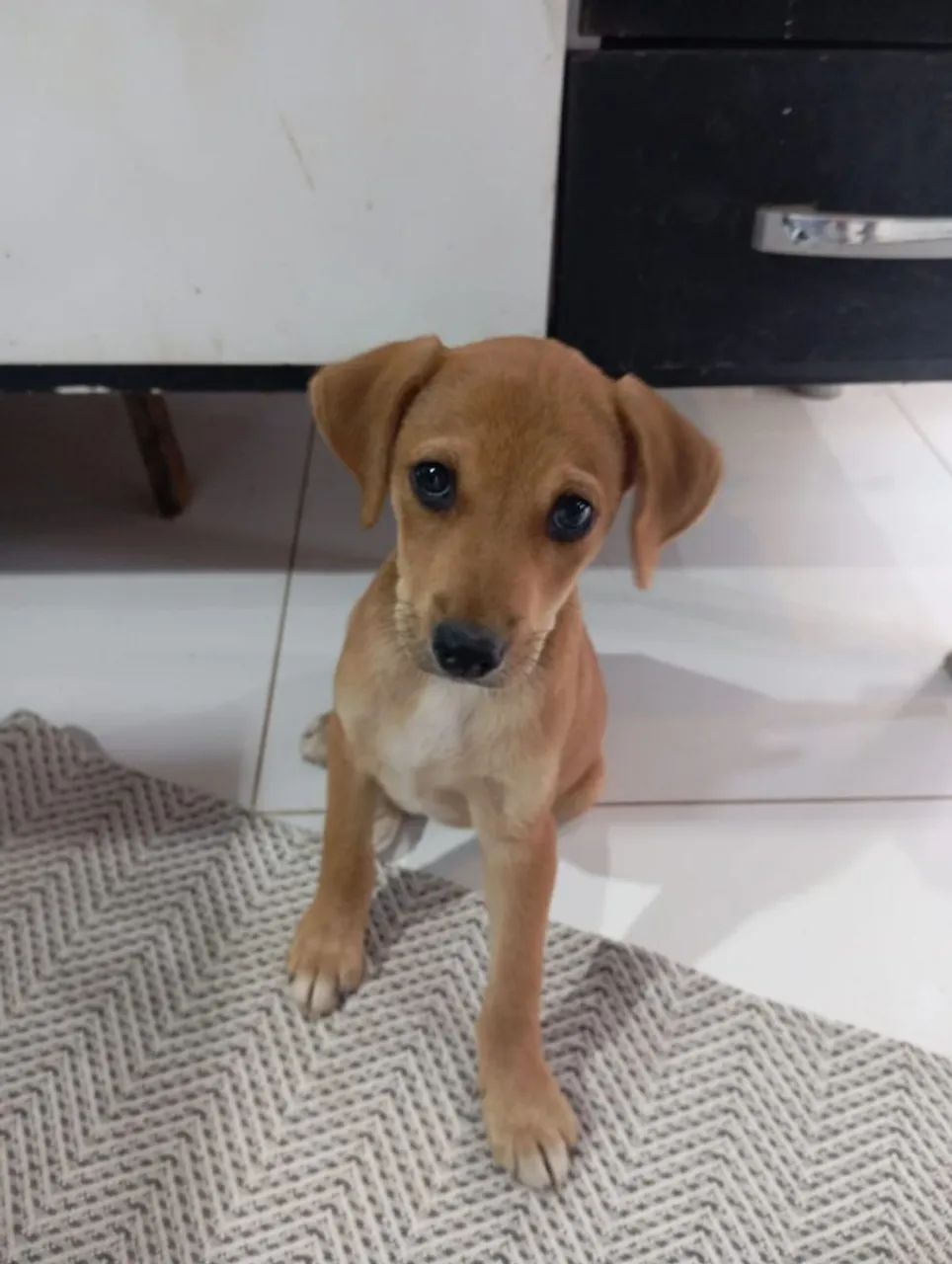 Doa-se cachorrinho  - Foto 2