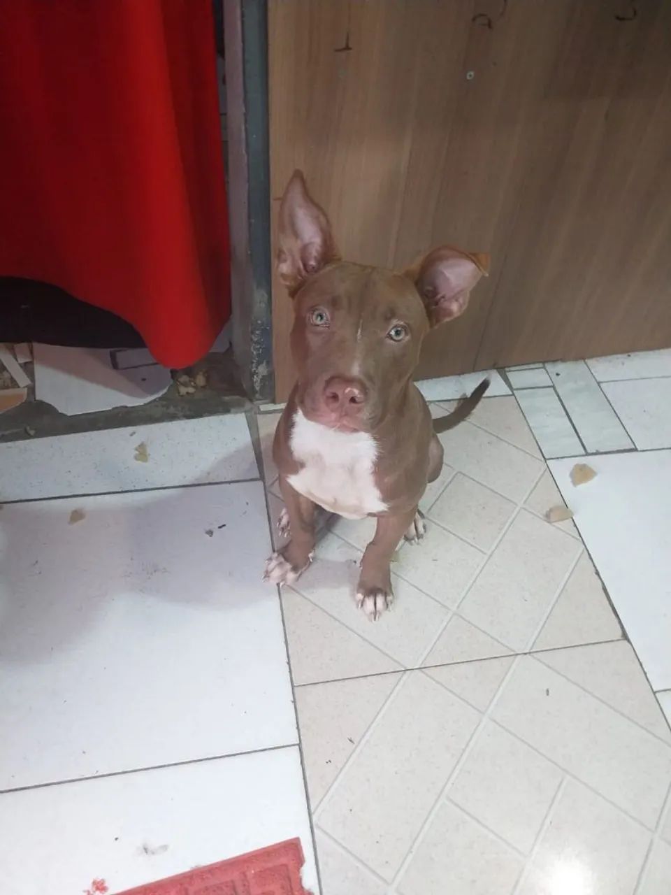 Filhote de pitbull 4 meses 
