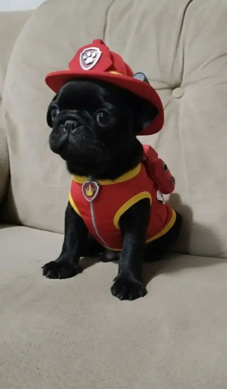 Filhotes de Pug