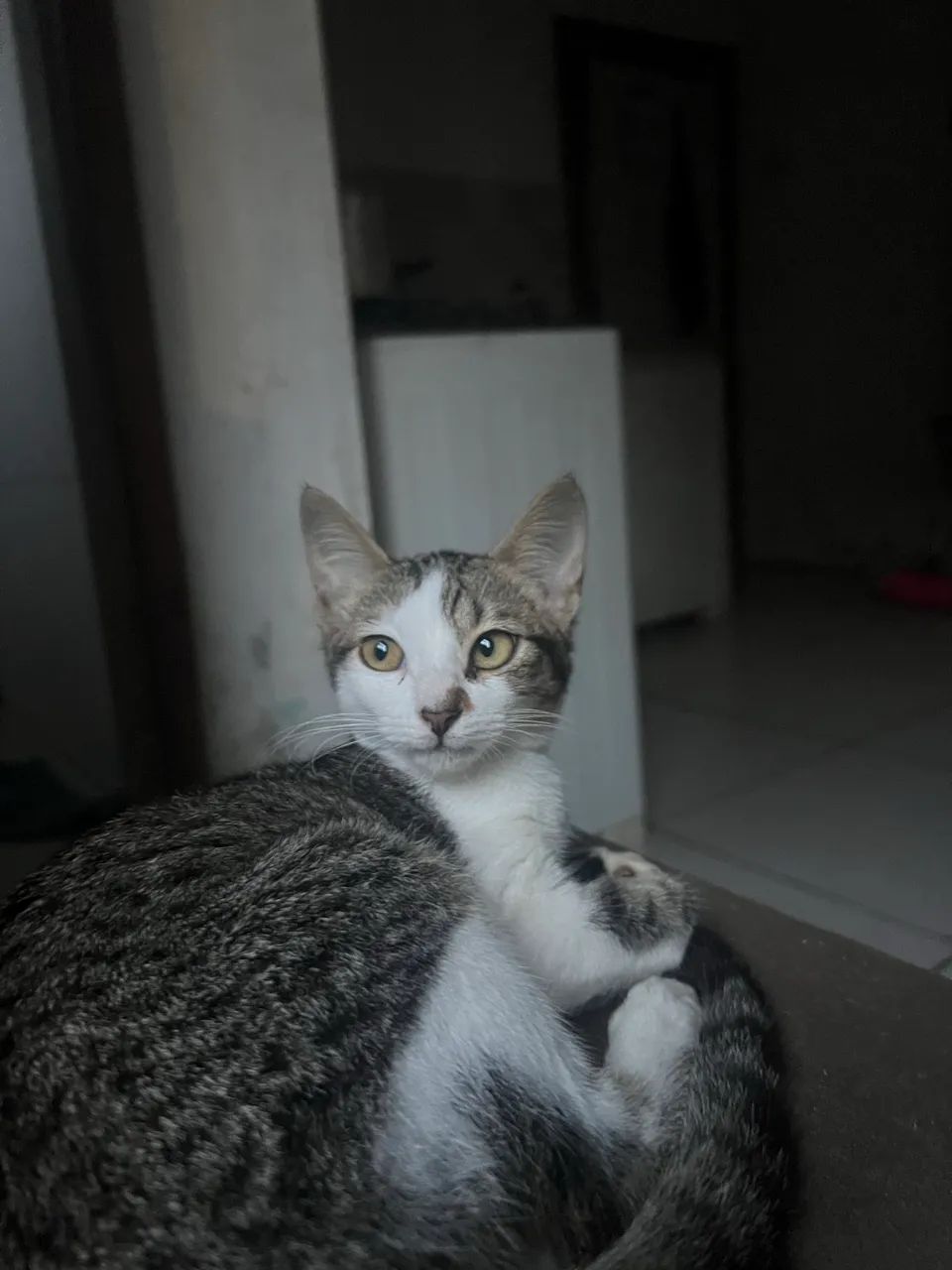 Doação responsável  - Foto 2