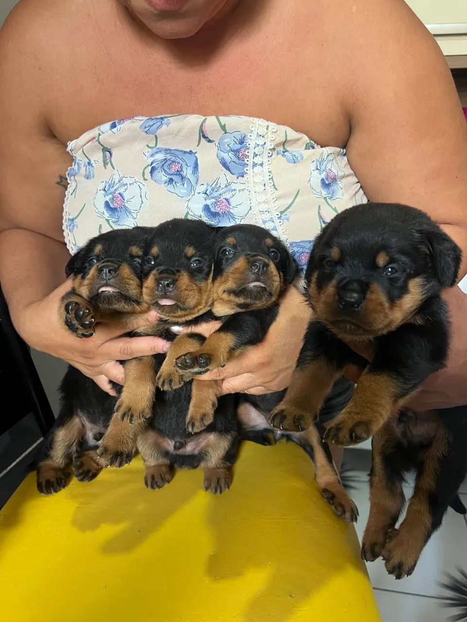 Cachorro  - Foto 2