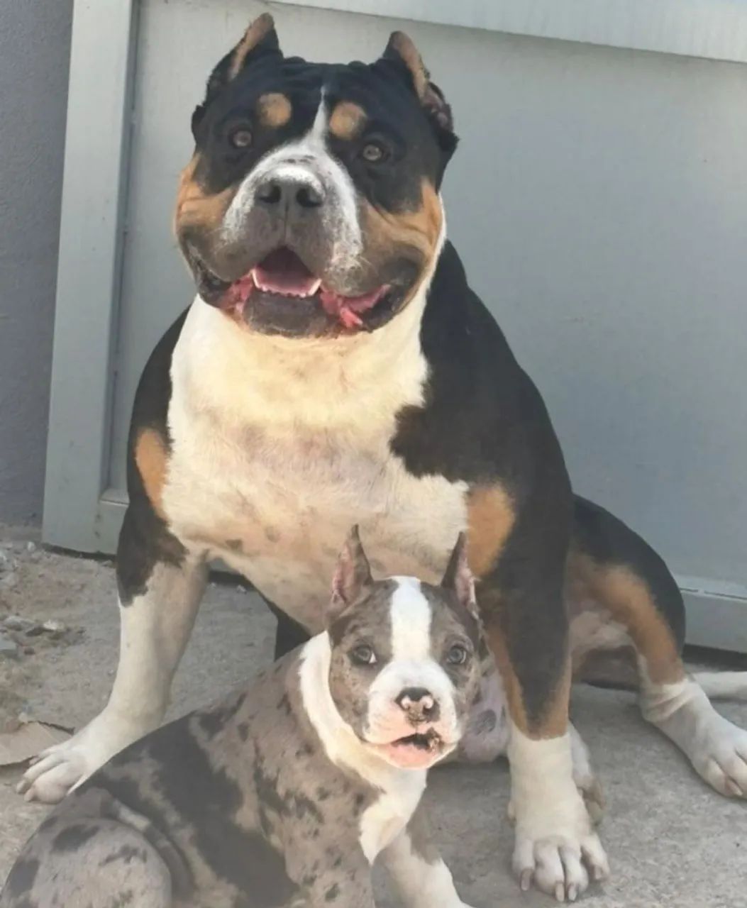 Filhotes de American Bully. Contato *