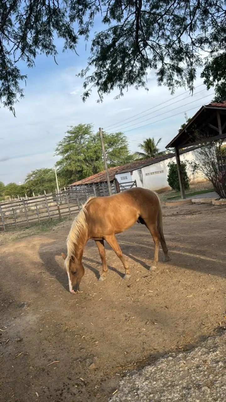Cavalo Quarto de Milha - Pelagem Palomino - Foto 3