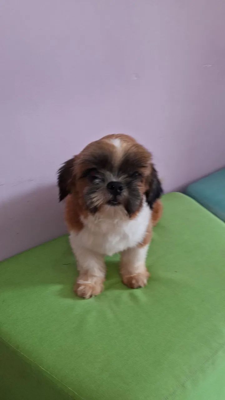 Shihtzu macho 10 meses - Foto 3