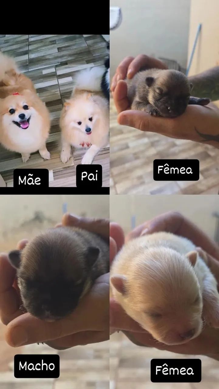 FILHOTE SPITZ ALEMÃO 