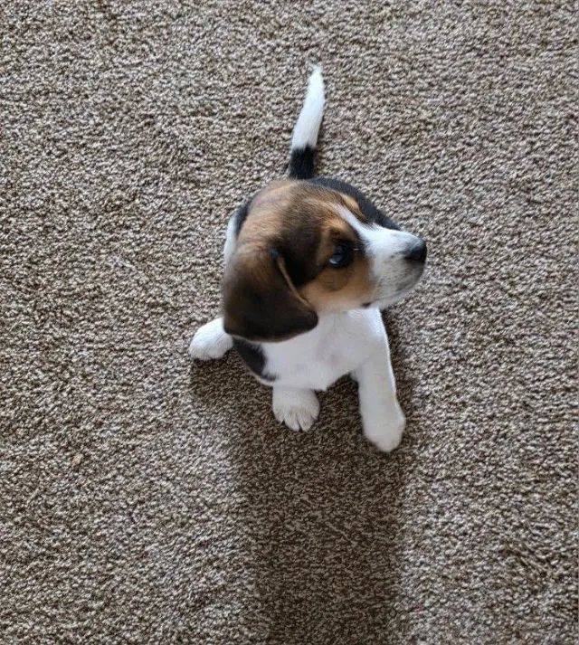 Beagle alegre e ativo 