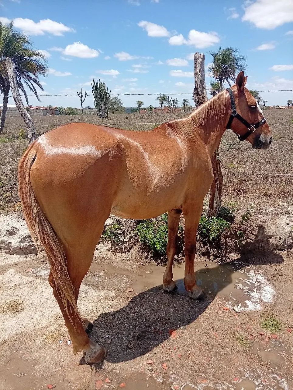 Troca e vender  - Foto 2