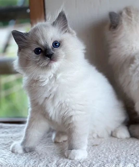 Ragdoll Meninos e Meninas