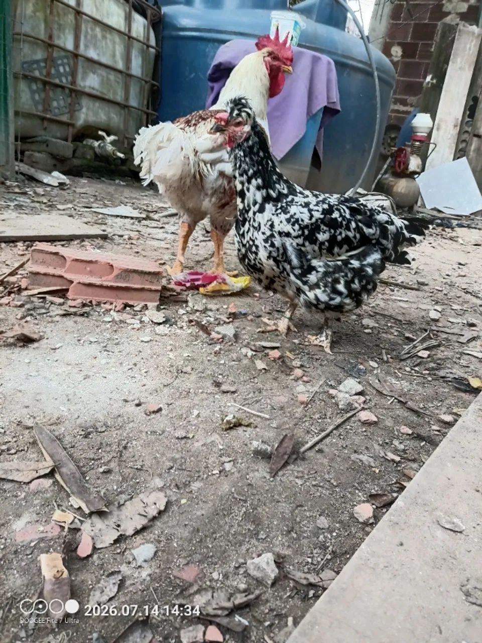 Galinha GSB