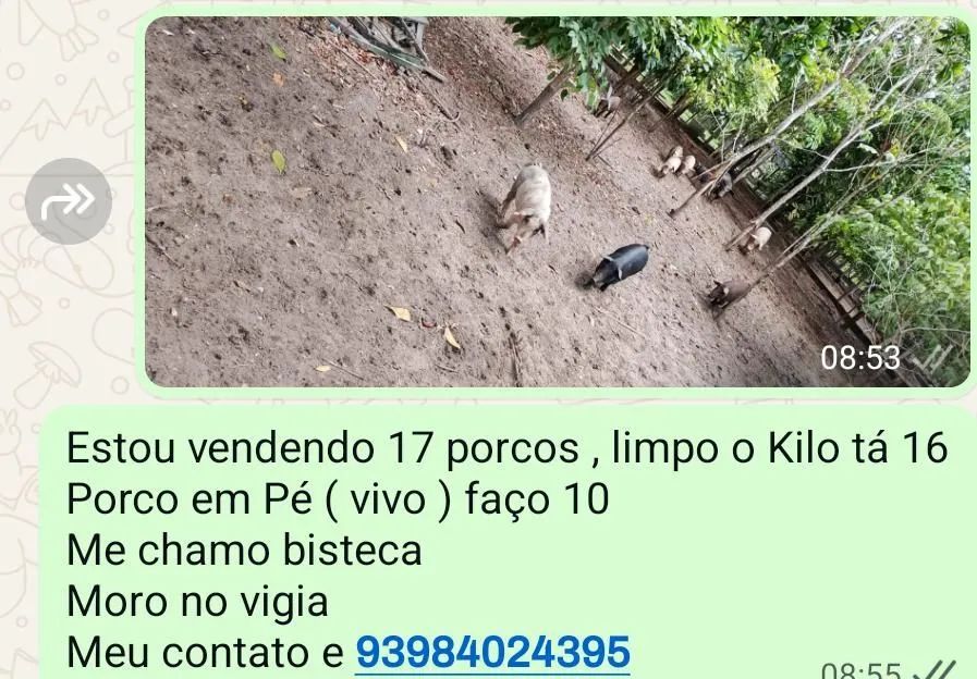 Vendo porcos 