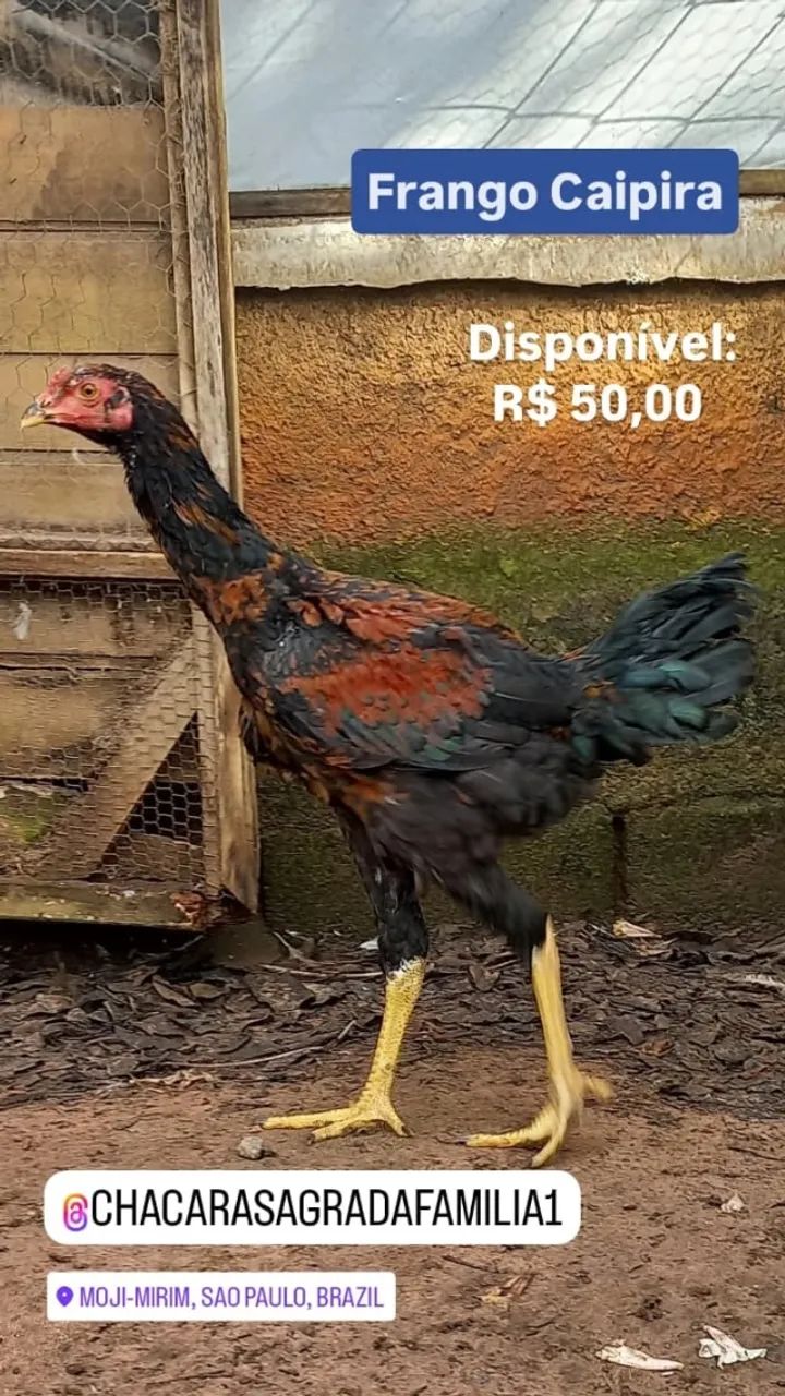 Frango Caipira Vermelho