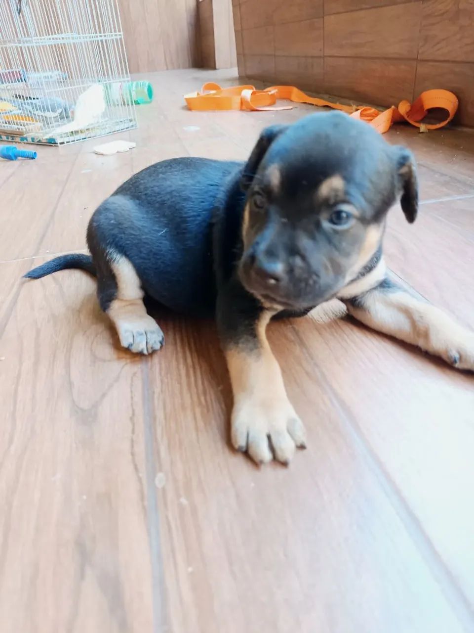 Doação de cachorro  - Foto 2