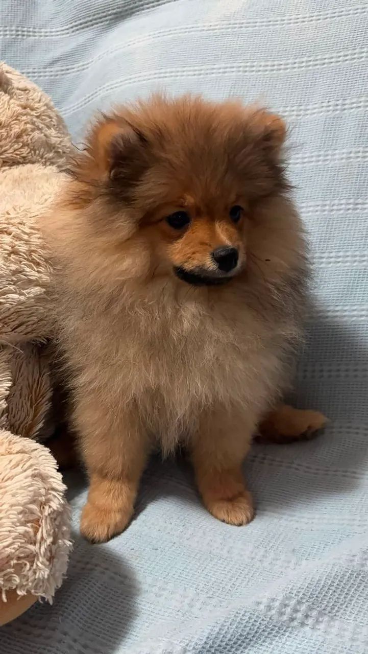 Spitz Alemão Macho  - Foto 3