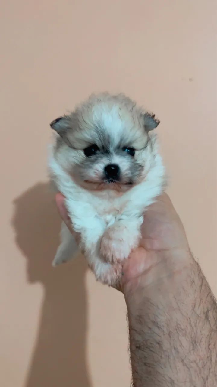 filhote de Lulu da Pomerânia - Foto 5