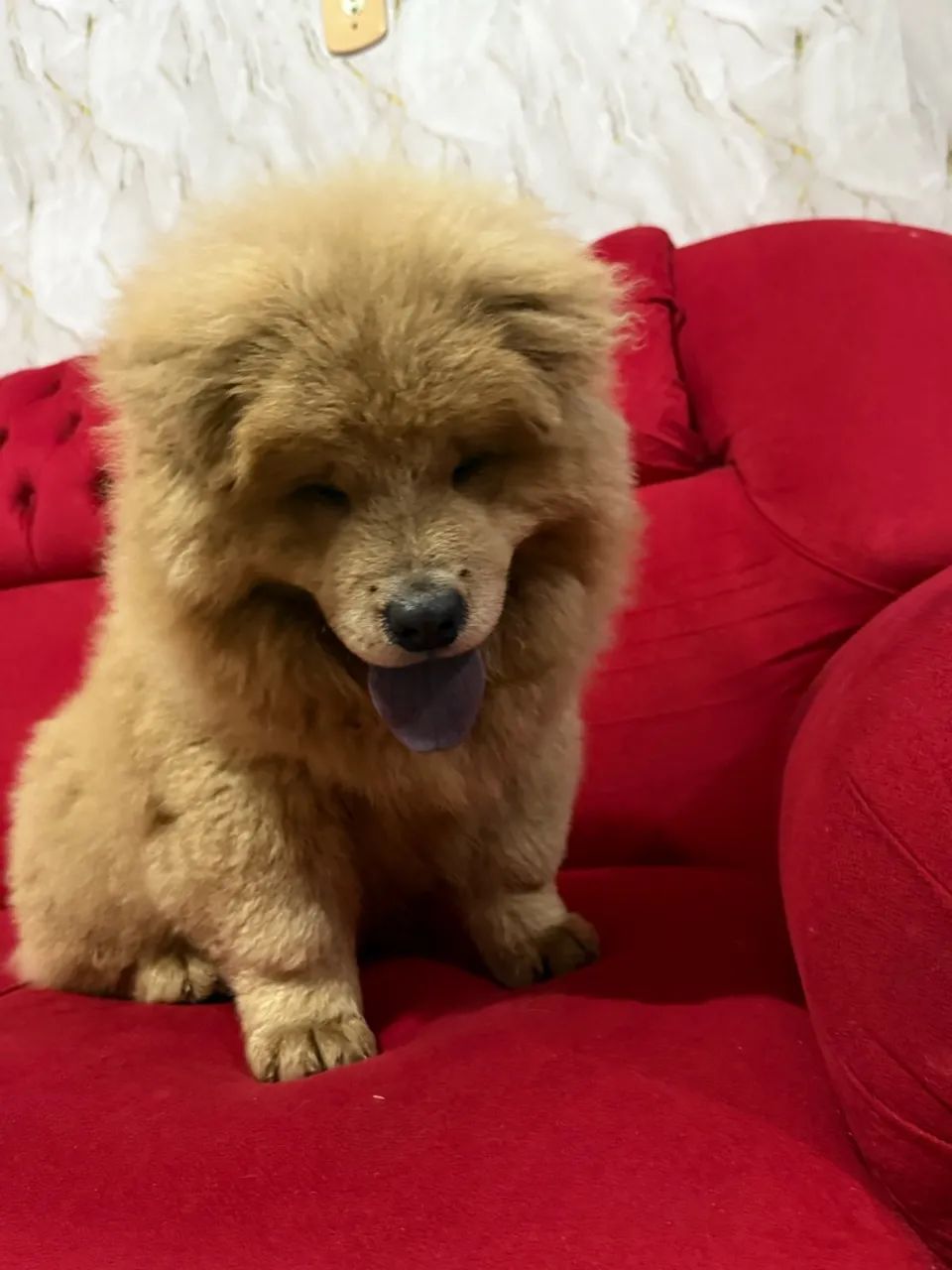 Chow Chow macho - Foto 2