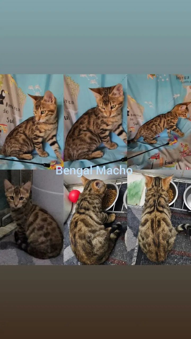  Bengal de Rosetas e Marble - Gatil BSB Cat  - Foto 6
