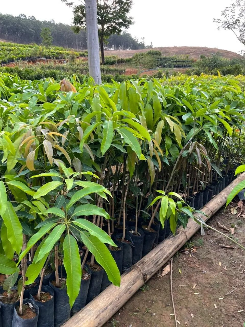 Frutas Frutiferas  - Foto 2