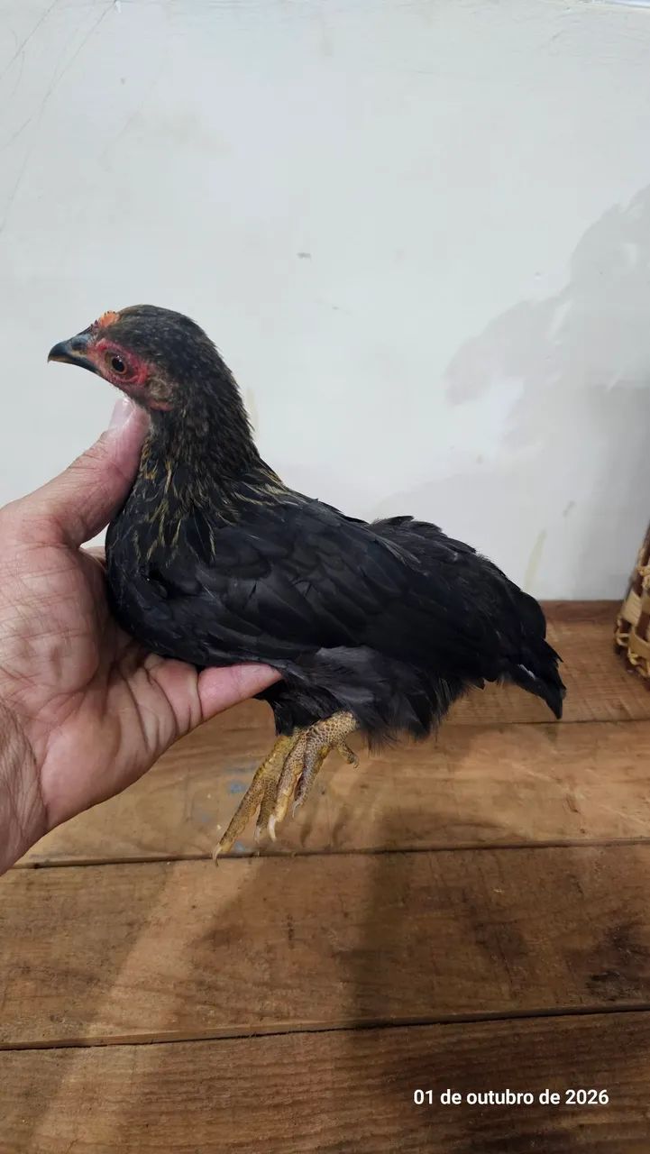 Mini caipira  - Foto 4