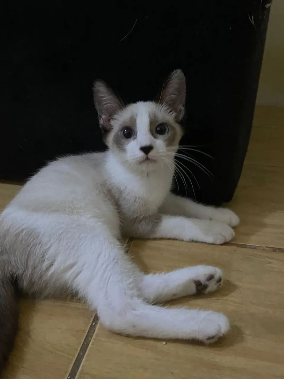 Filhote para adoção  - Foto 2