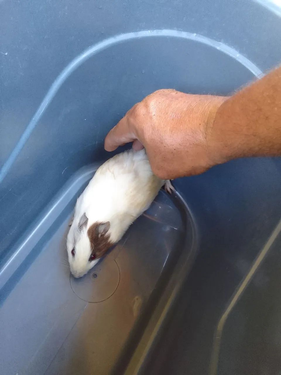 Porquinho da Índia  - Foto 3