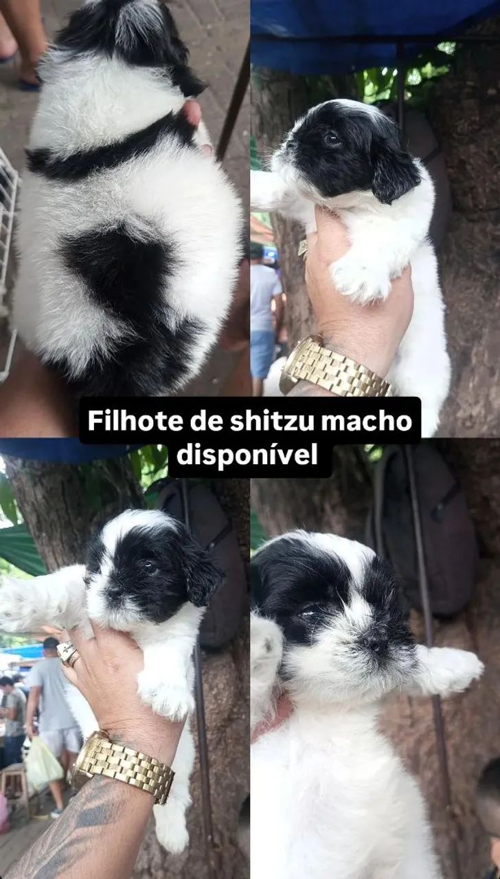 Cachorro 