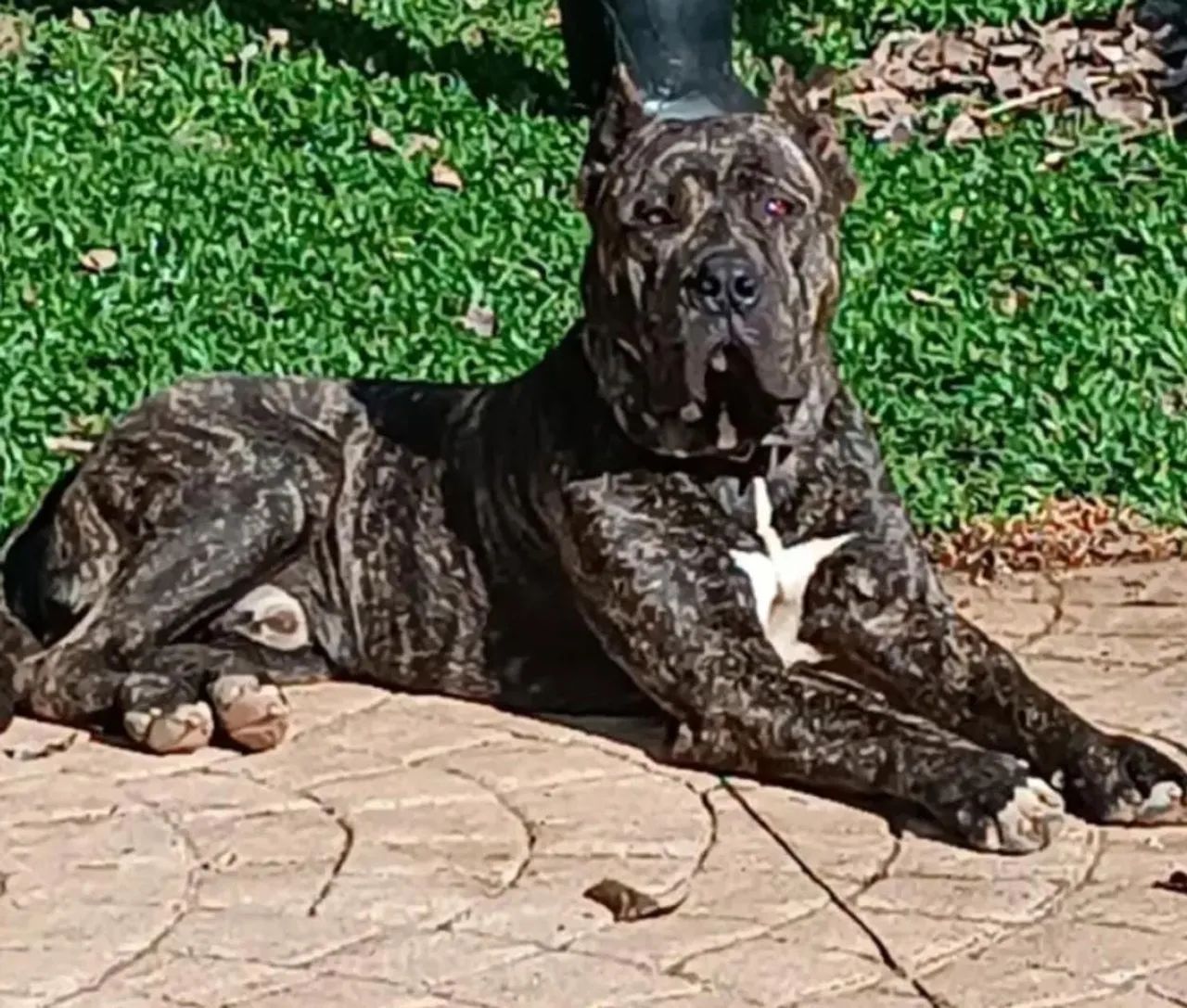 Cachorro - Foto 2