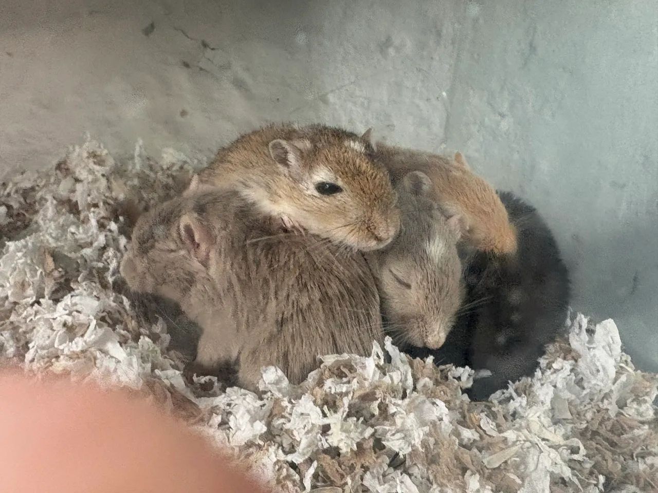 Gerbil, Esquilo da mongólia  - Foto 5