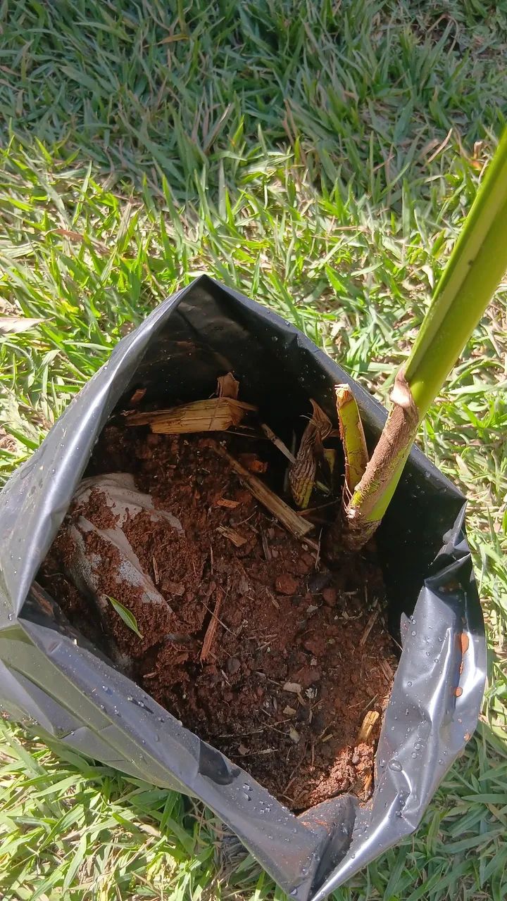 Coqueiros - Foto 3