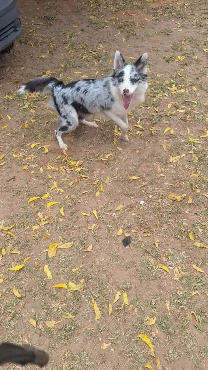 Cachorro  - Foto 2