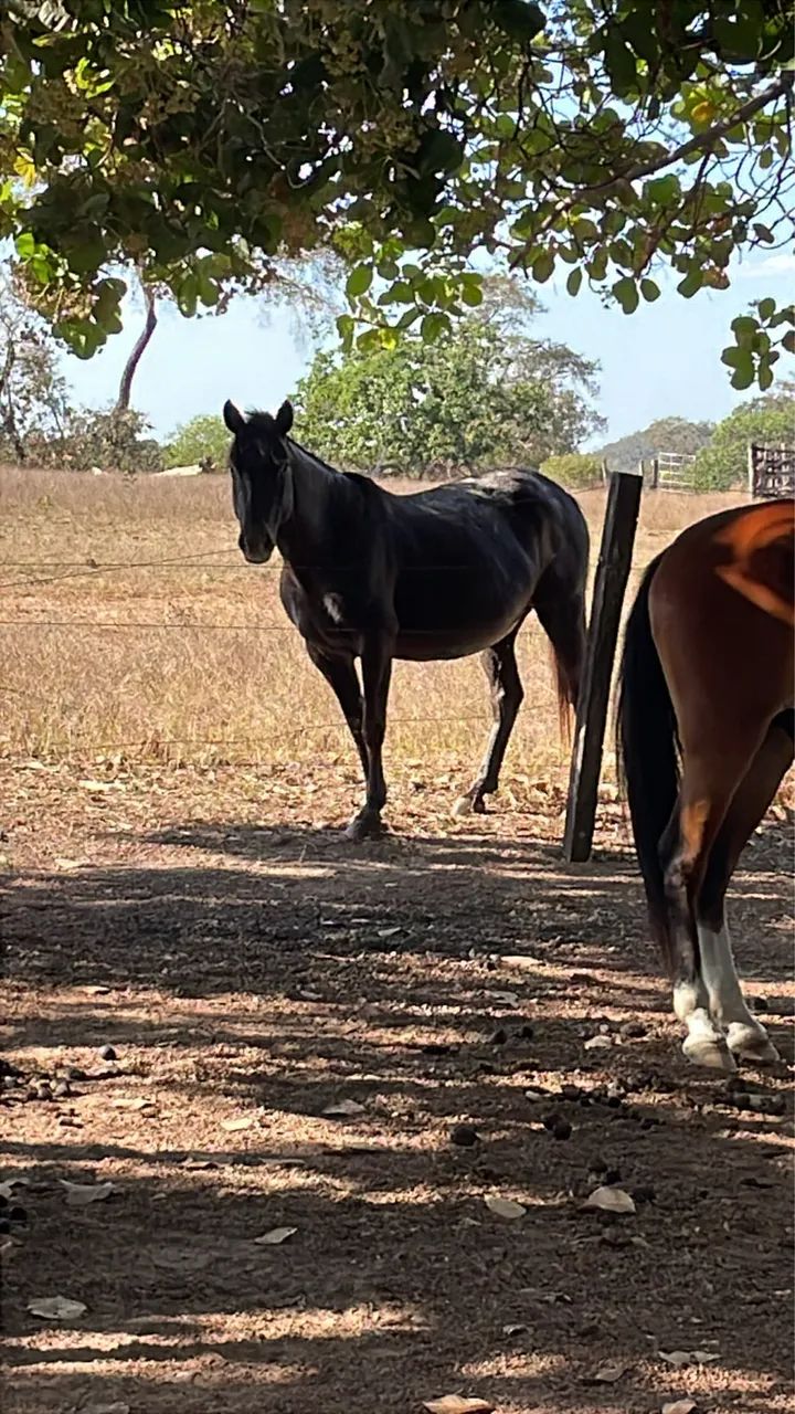 Égua quarto de milha 