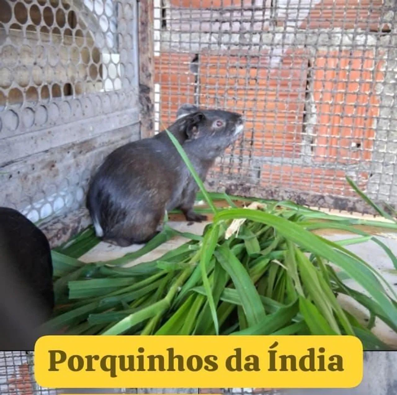 Porquinho da Índia  - Foto 2