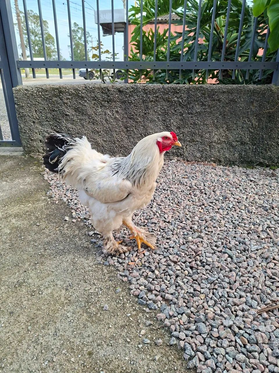 Galo brahma light 