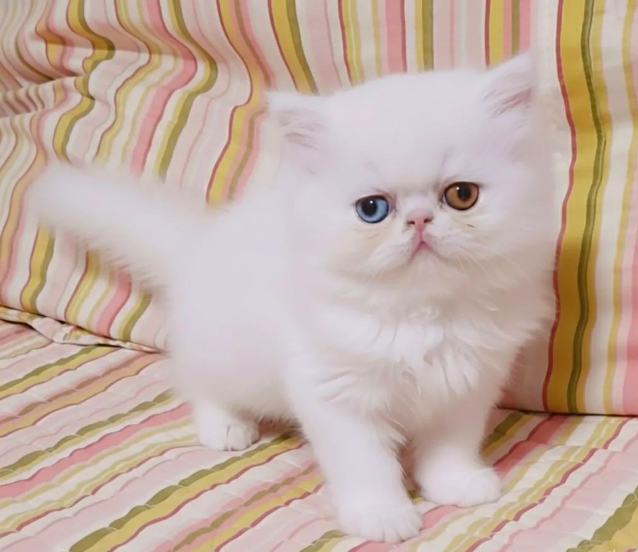 Persa Fêmea TopShow - Olhos Ímpares  - Foto 5