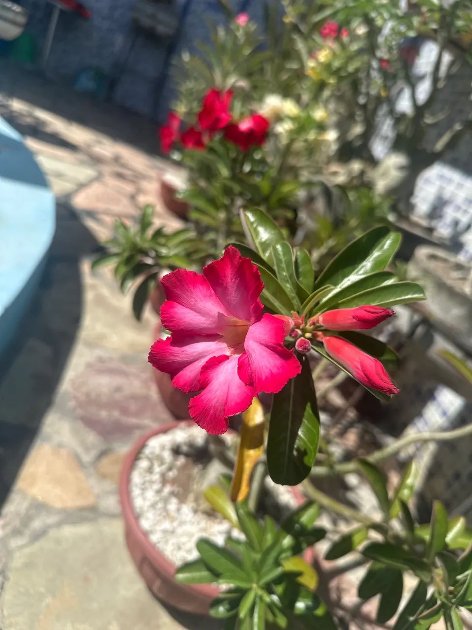 Rosas do deserto  - Foto 3