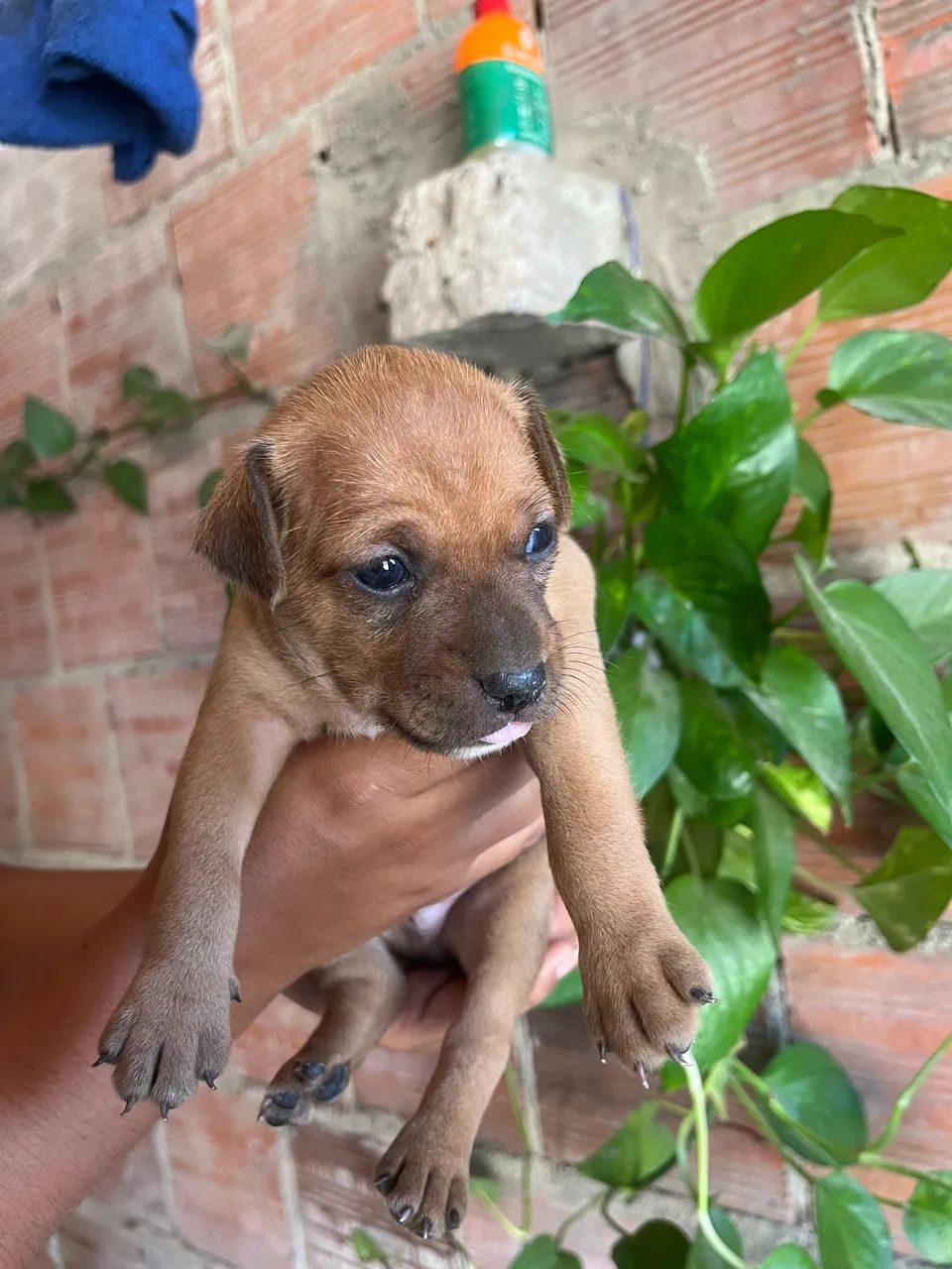 Pinscher N:2  - Foto 2