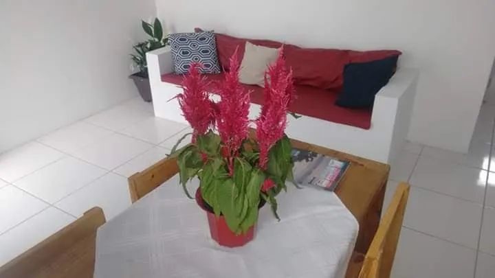 Foto - Florianópolis - Campeche