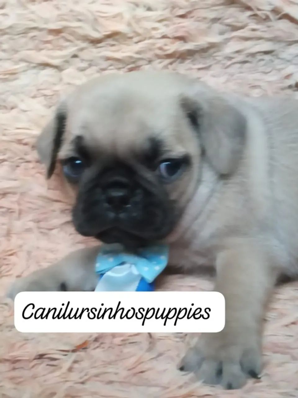 pug disponiveis abrico e black  - Foto 4